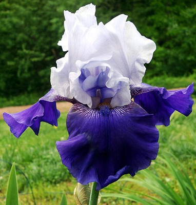 Best Bet Tall Bearded German Iris 1 Rizome - Top Size Root