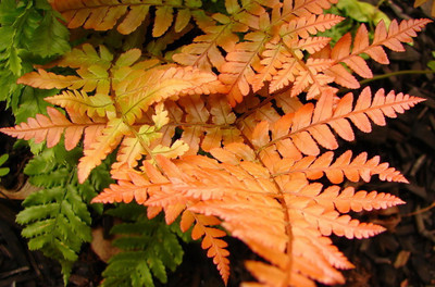 Brilliance Autumn Fern - Dryopteris erythrosora - Gallon Pot
