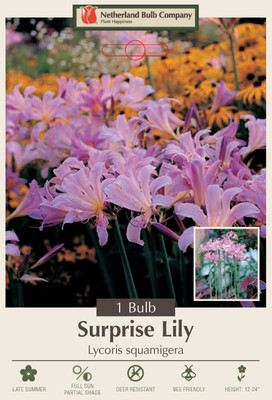 Pink Surprise Lily Bulb- Lycoris squamigera- Fall Blooming-10/12cm