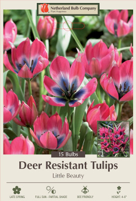 Little Beauty Perennial Tulip 15 Bulbs - Red, White and Blue - 6/+ cm Bulbs