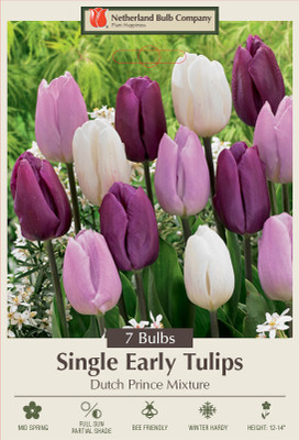 Dutch Prince Mix Tulips 7 Bulbs - 12/+ cm - Single Early Blooms