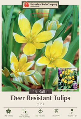 Tarda Perennial Tulip 15 Bulbs - Very Hardy - 8/+ cm Bulbs