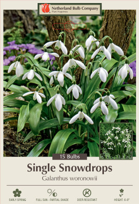 Snowdrops Galanthus woronowii - 15 Bulbs - Hardy - 7/+ cm Bulbs
