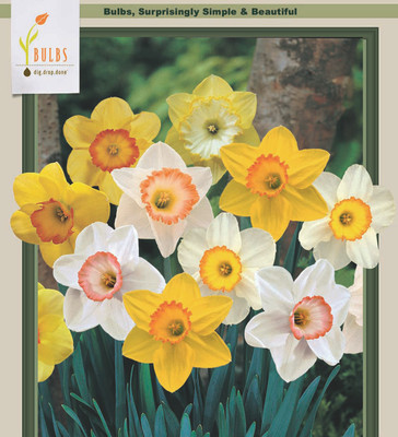 Sunshine Narcissus Mix 15 Bulbs - Fragrant- 14/16 cm Bulbs