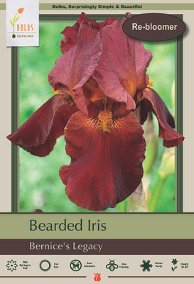 Bernice's Legacy Bearded Iris - REBLOOMER - #1 Size Root