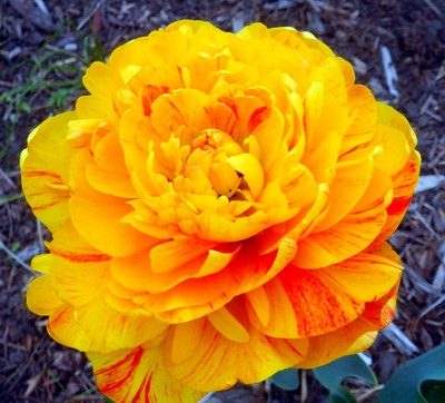 Sunlover Double Late Tulip 7 Bulbs - 12/+ cm Bulbs