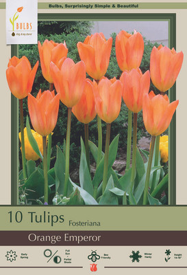 Orange Emperor Fosteriana Tulip 10 Bulbs - Strong Grower - 12/+ cm Bulbs