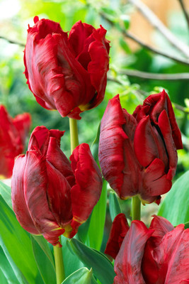 Red Madonna Parrot Tulip 7 Bulbs - EXOTIC - 12/+ cm Bulbs