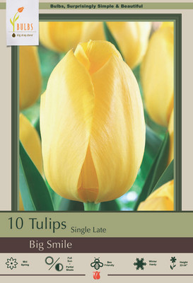 Big Smile Single Late Tulip 10 Bulbs - 12/+ cm Bulbs - Sunny Yellow Blooms