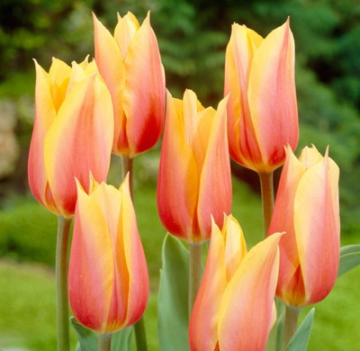 Blushing Beauty Single Late Tulip 7 Bulbs - 12/+ cm Bulbs