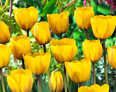 Holland Emotions Darwin Hybrid Tulip - 10 Bulbs - 12/+ cm Bulbs