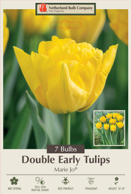 Marie Jo Double Early Tulip - NEW - 7 Bulbs - 12/+ cm Bulbs