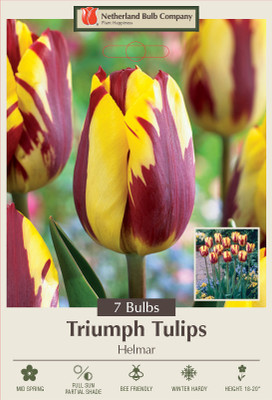 Helmar Triumph Tulip 7 Bulbs - 12/+ cm Bulbs - Burgundy / Golden Yellow