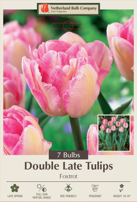 Foxtrot Double Late Tulip - 7 Bulbs - 12/+ cm Bulbs