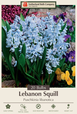 Lebanon Striped Squill - 20 Bulbs - Puschkinia libanotica - 6/+ cm Bulbs