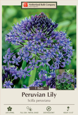 Peruvian Lily Bulb - Scilla peruviana - 1 Bulb - 18/+ cm Bulb