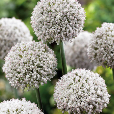 Ping Pong Flowering Onion Allium 25 Bulbs - 6/+ cm - New