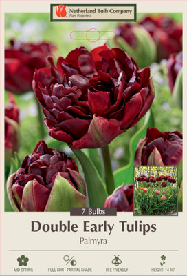 Palmyra Double Early Tulip - NEW - 7 Bulbs - 12/+ cm Bulbs