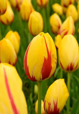 Single Late La Courtine Tulip 7 Bulbs - 12/+ cm Bulbs