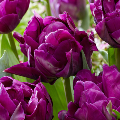 Purple Peony Double Late Peony Tulip - 8 Bulbs - 12/+ cm Bulbs