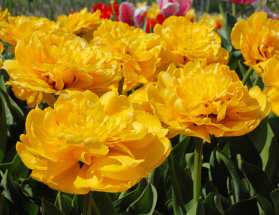 Yellow Pomponette Double Late Tulip - 7 Bulbs - 12/+ cm Bulbs