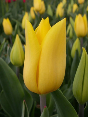 Strong Gold Triumph Tulip 7 Bulbs - 12/+ cm Bulbs