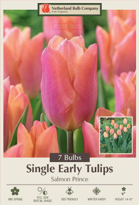 Salmon Prince Tulip Single Early - 7 Bulbs - 12/+ cm Bulbs