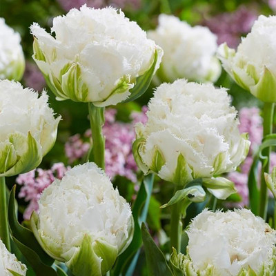 Snow Crystal Fringed Tulip 7 Bulbs - 12/+ cm Bulbs