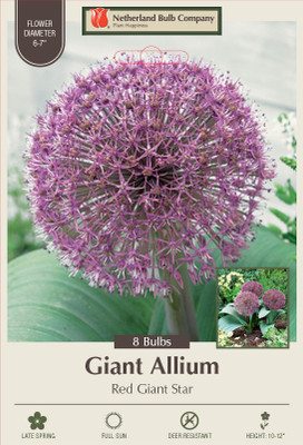 Red Giant Star Allium 8 Bulbs - 12/14 cm Bulbs - New