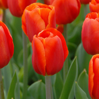 Bourbon Street Triumph Tulip 7 Bulbs - Exclusive! - 12/+ cm Bulbs