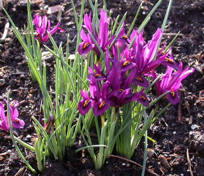 J.S. Dyt Rockgarden Iris 20 Bulbs - 5/+ cm Bulbs - Very Hardy!