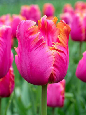 Amazing Parrot Tulip 5 Bulbs - Exotic - Vibrant Pink - 11/12cm Bulbs