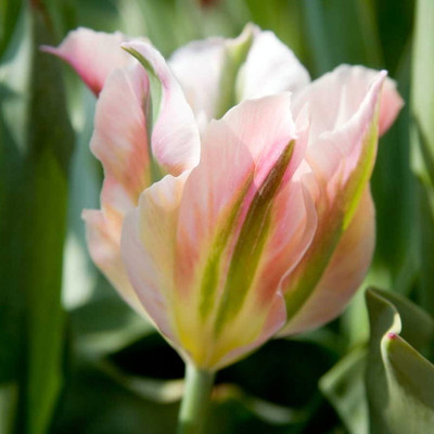 China Town Viridiflora Tulip 5 Bulbs - Variegated Foliage - 12/+ cm