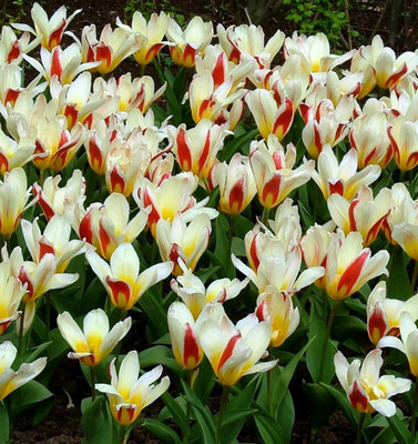 The First Kaufmanniana Tulip 8 Bulbs - VERY HARDY - 12/+ cm Bulbs