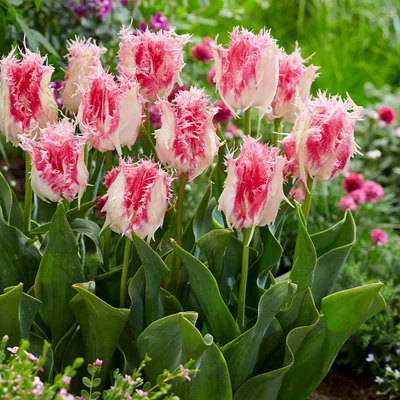 Drakensteyn Fringed Tulip 5 Bulbs - White/Baby Pink - 12/+ cm Bulbs
