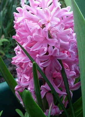 Pink Frosting Hyacinth 4 Bulbs - Fragrant - 15/16 cm Bulbs