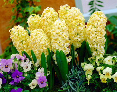 Hyacinth City of Haarlem - 4 Bulbs - Fragrant! - 15/16 cm Bulbs