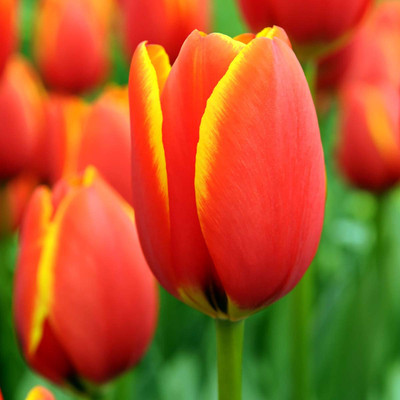 World's Favourite Darwin Tulip 5 Bulbs - 12/+cm Bulbs