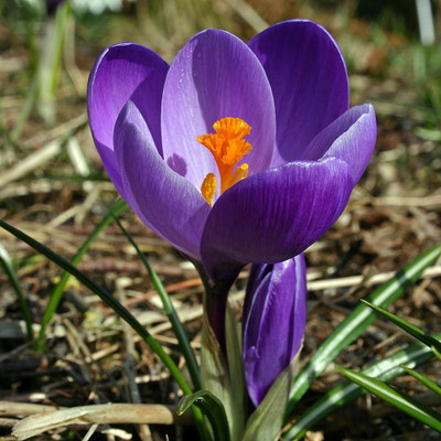 Flower Record Giant Crocus 15 Bulbs - 8/9 cm Bulbs
