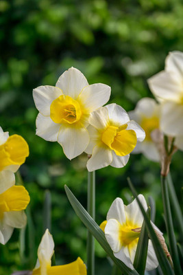 Golden Echo Daffodil 5 Bulbs - NEW - 12/14 cm Bulbs