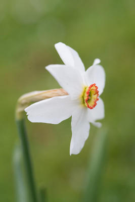 Double Poet's Daffodil - 5 Bulbs - 11/+ cm Bulbs - Narcissus albus plenus