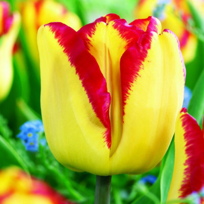 Cape Town Triumph Tulip 5 Bulbs - 12/+ cm Bulbs - Two-Tone Yellow/Red