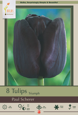 Paul Scherer Single Late Tulip 5 Bulbs - 12/+ cm Bulbs - Darkest Black Tulip