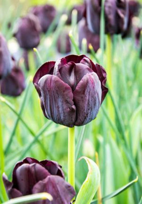 Paul Scherer Single Late Tulip 5 Bulbs - 12/+ cm Bulbs - Darkest Black Tulip