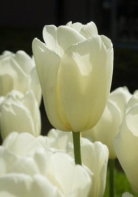 City of Vancouver Single Late Tulip 5 Bulbs - 12/+ cm Bulbs - White Blooms