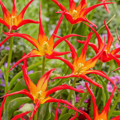 Go Go Red Lily-Flowered Tulip 5 Bulbs - 11/+cm Bulbs