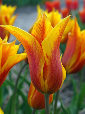 Vendee Globe Lily-Flowered Tulip 7 Bulbs - 12/+cm Bulbs