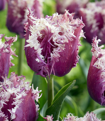 Crunchy Cummins Fringed Tulip 5 Bulbs - Purple/White - 12/+ cm Bulbs