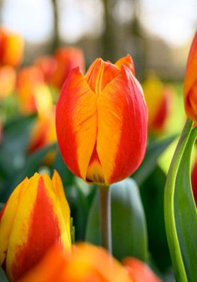 Flair Single Early Tulip 5 Bulbs - 12/+ cm Bulbs