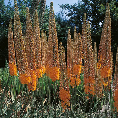 Pinokkio Foxtail Lily - Eremurus isabellinus - 2 Bulbs